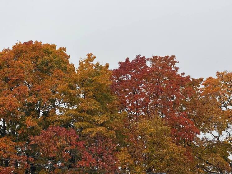 Теплый период в Петербурге сменился ветрами и дождем