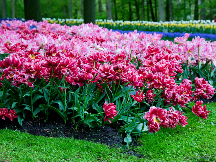 Магадан продолжает зеленеть: подведены итоги сезона озеленения