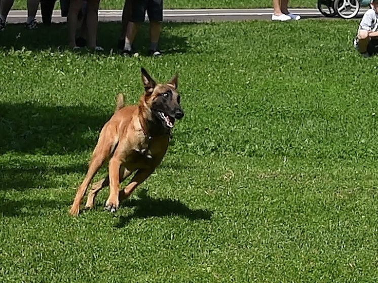 Туляк требует миллион рублей за загубленных собакой кур