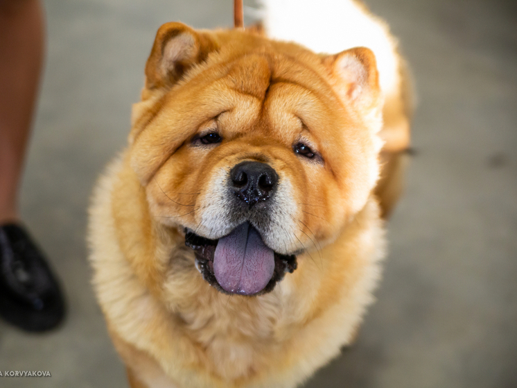 В московских музеях появились оборудованные зоны для отдыха питомцев