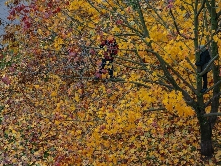 Вильфанд: температура воздуха в октябре в Москве была выше нормы