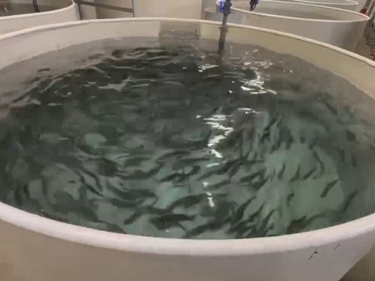 В январе пройдут первые дегустационные пробы ленинградского сибаса