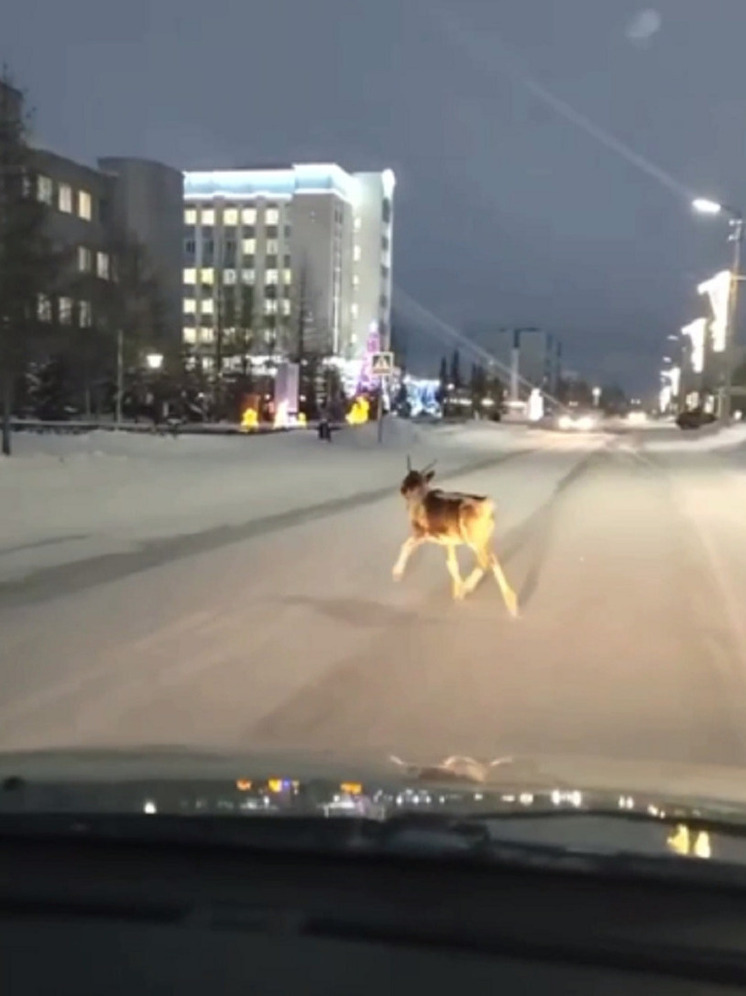 В Пангодах олененок-нарушитель на дороге «подрезал» авто