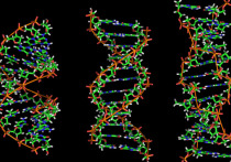 ДНК Гитлера говорит о его генетической предрасположенности к шизофрении и СДВГ, а слухи о его не вполне нормальных гениталиях могут быть правдой, говорится в новом документальном фильме, выпущенном в Великобритании