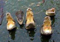 Ученые говорят, что они обнаружили старейшую из известных в Австралии яичных скорлупок крокодилов, и это открытие может пролить свет на древних рептилий, которые, возможно, охотились на добычу, падая на нее с деревьев