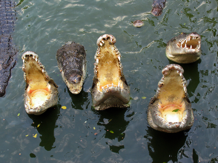 В Австралии нашли следы “падающих крокодилов”, охотившихся с деревьев