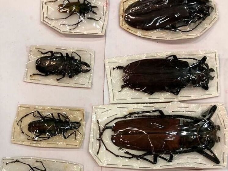 Партия редких насекомых из Перу задержана на российской границе