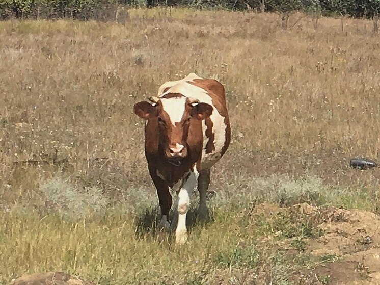 Саратовский племзавод вошел в пятерку лучших молочных хозяйств России
