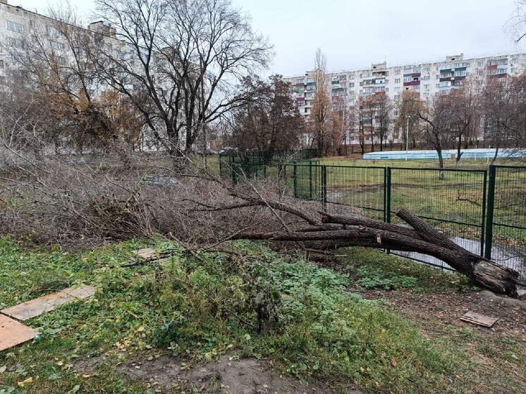 В Курске «парижские» коммунальщики уберут упавшее возле школы дерево