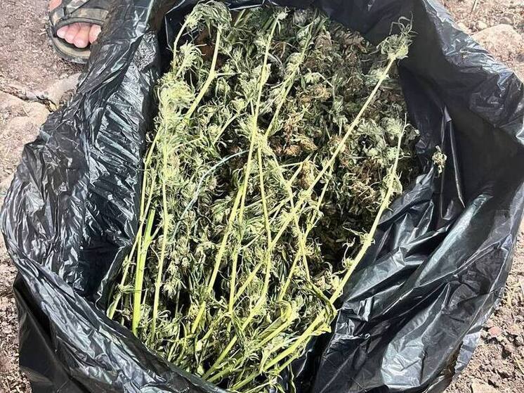 Житель Первомайского района пойдет под суд за хранение каннабиса