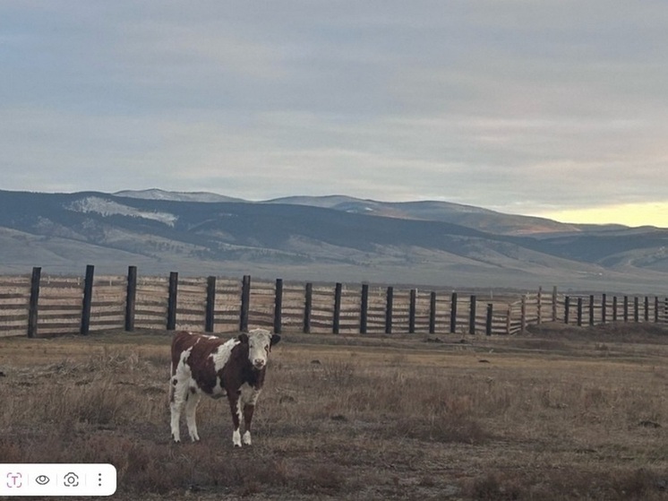 В Бурятии Россельхознадзор ввел в оборот более 1,5 тыс гектаров сельхозугодий