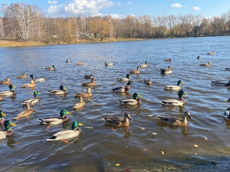 Орнитолог призвала рязанцев не кормить уток осенью