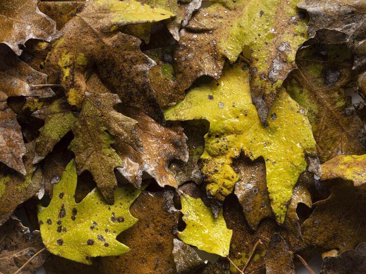 Осенний переполох: прокуратура взялась за мусорные завалы в Брянской области