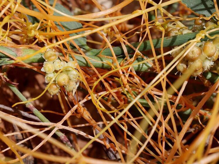 Тульские аграрии ликвидировали трехлетнюю угрозу урожаю