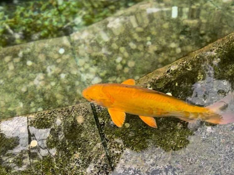 Производство товарной рыбы в Северной Осетии выросло на 22%