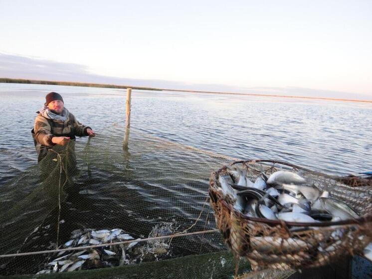 «Пелядинный безлимит»: юбилейный День пеляди отпразднуют в Новосибирской области