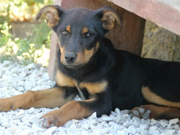 Полиция проверяет информацию о «приютах-концлагерях» для животных в Тимашевском районе