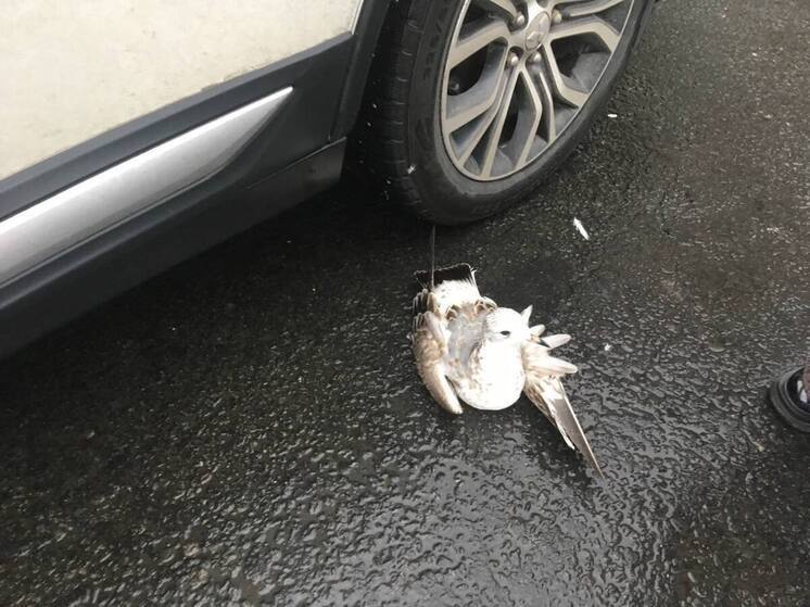 В Петербурге сбитой чайке вызвали ветеринарную скорую