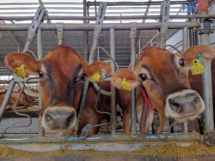Семья бросила Москву и построила в Калужской области ферму мечты