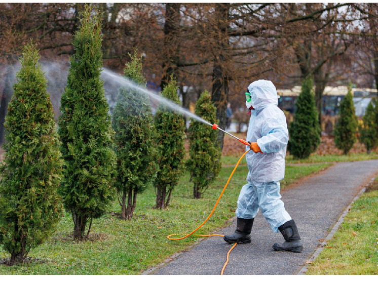Ели и туи в Череповце опрыскивают специальным защитным составом