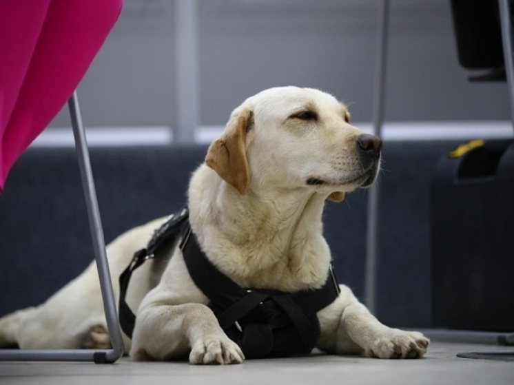 В Волгоградской области ветерану СВО передали собаку-поводыря