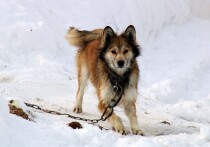 В Омске завершилось судебное разбирательство по делу о нападении собаки на женщину