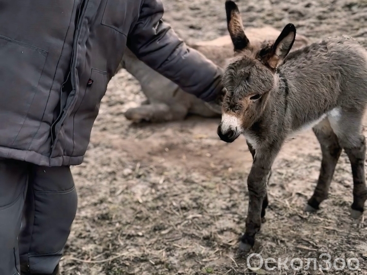 Для маленькой ослицы из Старооскольского зоопарка выбрали имя