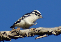 Ученые раскрыли секрет невероятной силы пушистых дятлов — самых маленьких представителей своего семейства в Северной Америке