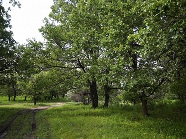 Под Волгоградом из состава земель поселка исключили участок леса