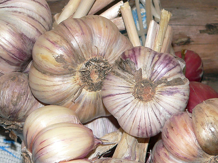 Чеснок, давно занявший почетное место на кухне многих людей, сегодня становится объектом пристального внимания ученых