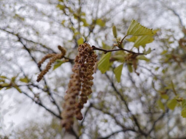 Мужчина в Петербурге решил срубить лес для проезда к своему дому