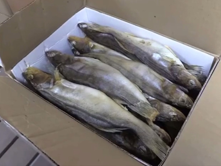 Полиция пресекла сбыт партии вяленой рыбы из гаража в Нижегородской области