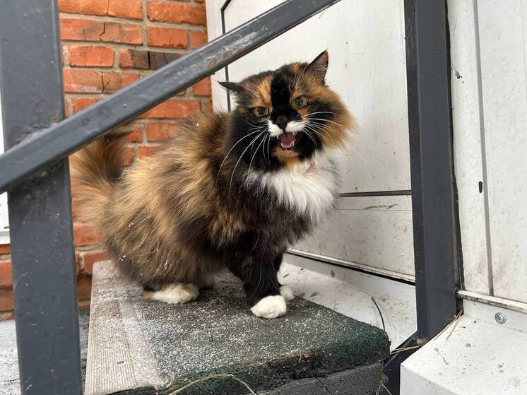 Жителя Рубцовского района оштрафовали за стрельбу по «братьям нашим меньшим»