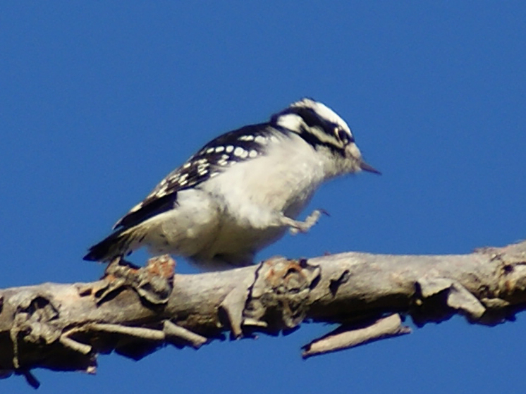 Маленькие дятлы показали пример идеальной координации тела
