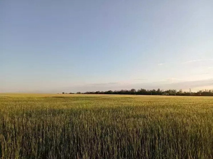 Аграрии Дона получат отсрочку по кредитам после заморозков и засухи