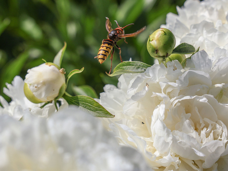 Новый вид рогатой пчелы из Австралии получил имя Люцифер
