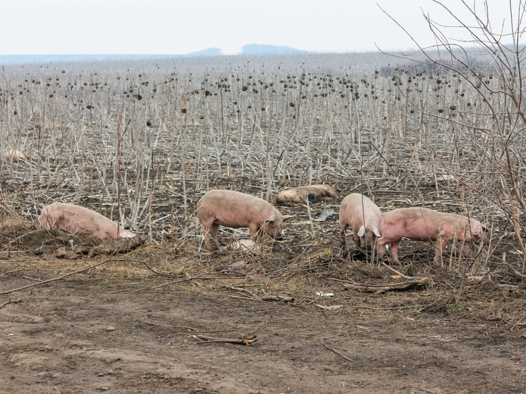 Свиньи взялись за уборку мусора в Ревде из-за проблем нового регоператора