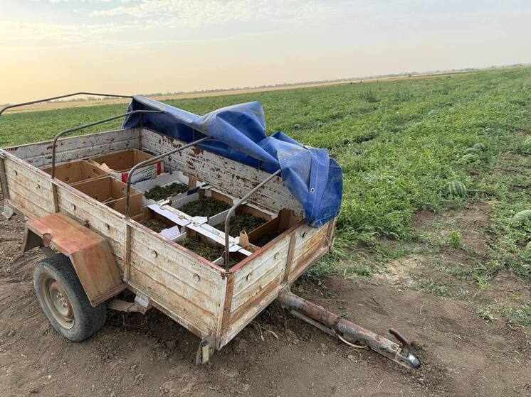 Житель Кировского района получил срок за выращивание конопли