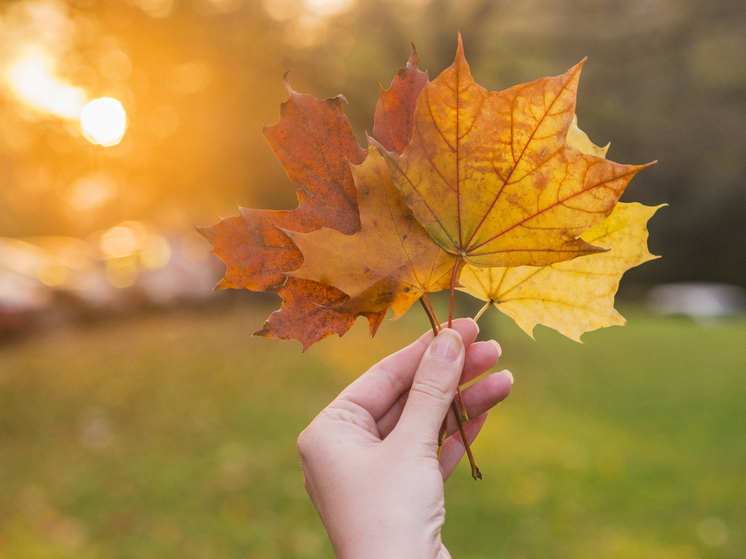 12 градусов тепла прогнозируют в Херсонской области 14 ноября