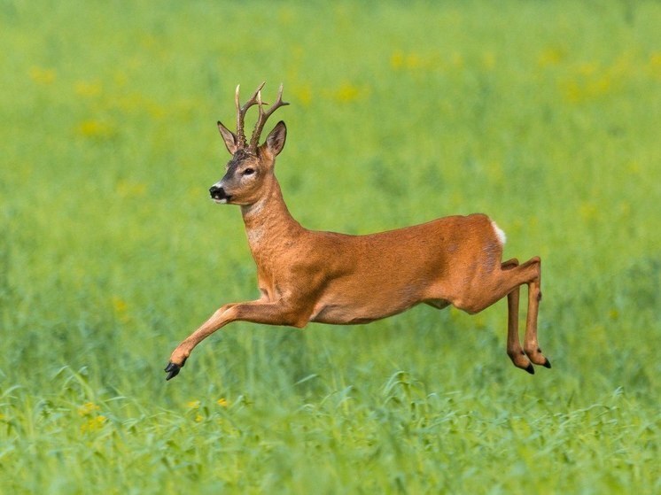 Соцсети: на Кубани косуля забежала в супермаркет и устроила переполох