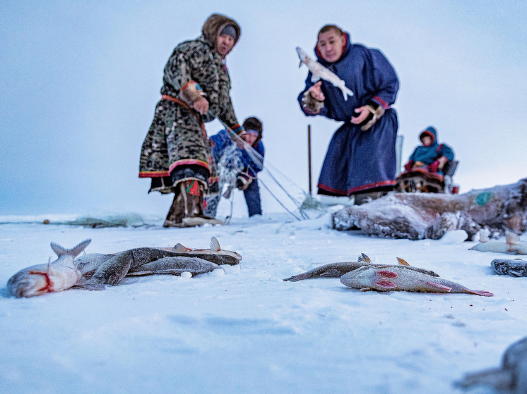 На Ямале вырастет субсидия для рыбодобывающих предприятий
