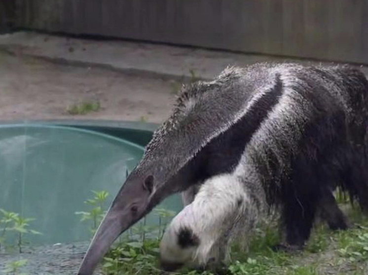 В Новосибирском зоопарке отметили 15-летие гигантского муравьеда Майи