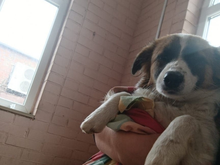 Псу с параличом из Ростовской области нужны операция и коляска