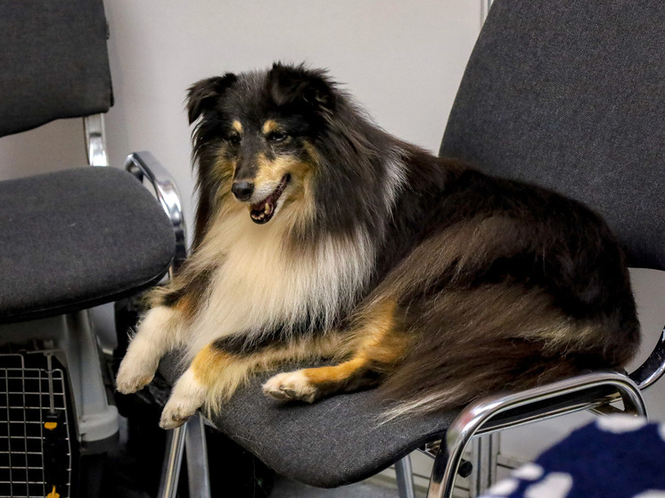 Похищенную в Подмосковье собаку нашли мертвой