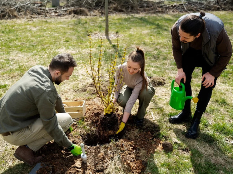 Новосибирская область перевыполнила план по восстановлению лесов более чем на 20%