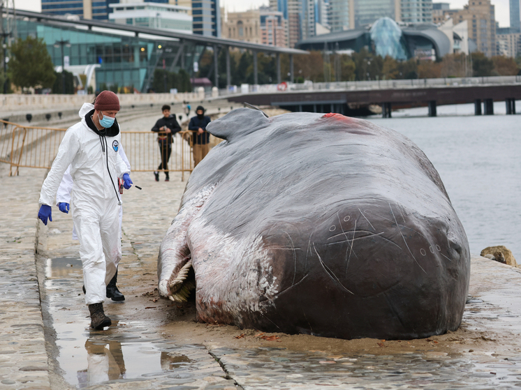 Мертвого 11-метрового кита выбросило на берег на Сахалине