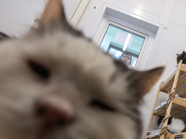 В Тюмени живодеры взорвали петарду в заднем проходе кота