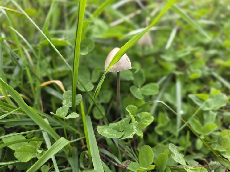 На Кубани с начала года зафиксировано 43 случая отравления грибами