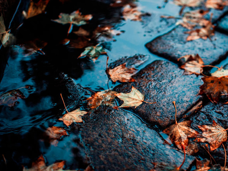 14 ноября на Брянщине пройдут дожди