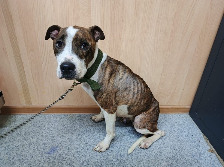 В НАО спасли от истощения стаффордширского терьера